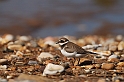 Ringed plover - D